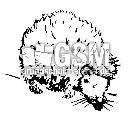 Igel1.jpg